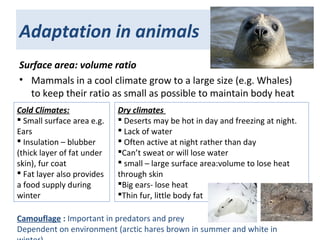 Adaptation in animals
Surface area: volume ratio
• Mammals in a cool climate grow to a large size (e.g. Whales)
to keep their ratio as small as possible to maintain body heat
Cold Climates:
 Small surface area e.g.
Ears
 Insulation – blubber
(thick layer of fat under
skin), fur coat
 Fat layer also provides
a food supply during
winter
Dry climates
 Deserts may be hot in day and freezing at night.
 Lack of water
 Often active at night rather than day
Can’t sweat or will lose water
 small – large surface area:volume to lose heat
through skin
Big ears- lose heat
Thin fur, little body fat
Camouflage : Important in predators and prey
Dependent on environment (arctic hares brown in summer and white in
 