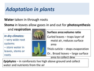 Adaptation in plants
Water taken in through roots
Stoma in leaves allow gases in and out for photosynthesis
and respiration
In dry climates:
– very wide root
systems
– store water in
leaves, stems or
roots
Epiphytes – in rainforests live high above ground and collect
water and nutrients from the air
Surface area:volume ratio
Curled leaves – traps layer of
moist air, reduces surface
area
Thick cuticle – stops evaporation
Or.. Broad leaves – large surface
area to collect dew
 