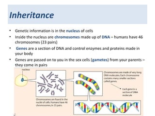 Inheritance
• Genetic information is in the nucleus of cells
• Inside the nucleus are chromosomes made up of DNA – humans have 46
chromosomes (23 pairs)
• Genes are a section of DNA and control enzymes and proteins made in
your body
• Genes are passed on to you in the sex cells (gametes) from your parents –
they come in pairs
 