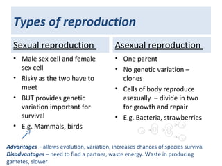 Types of reproduction
Sexual reproduction
• Male sex cell and female
sex cell
• Risky as the two have to
meet
• BUT provides genetic
variation important for
survival
• E.g. Mammals, birds
Asexual reproduction
• One parent
• No genetic variation –
clones
• Cells of body reproduce
asexually – divide in two
for growth and repair
• E.g. Bacteria, strawberries
Advantages – allows evolution, variation, increases chances of species survival
Disadvantages – need to find a partner, waste energy. Waste in producing
gametes, slower
 