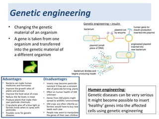 Genetic engineering
• Changing the genetic
material of an organism
• A gene is taken from one
organism and transferred
into the genetic material of
a different organism
Human engineering:
Genetic diseases can be very serious
It might become possible to insert
‘healthy’ genes into the affected
cells using genetic engineering
Genetic engineering – insulin
 