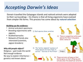 Accepting Darwin’s Ideas
Darwin travelled the Galapagos Islands and noticed animals were adapted
to their surroundings – his theory is that all living organisms have evolved
from simpler life forms. This process has come about by natural selection
Why did people object?
Religious – god made the world
Not enough evidence
No way to explain inheritance –
genetics not known about
Building up the evidence:
• Animal and plant specimens
• Breeding experiments with
pigeons
• Studied barnacles
• Network of friends also
interested (scientists,
pigeon breeders)
 