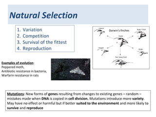 Natural Selection
1. Variation
2. Competition
3. Survival of the fittest
4. Reproduction
Mutations: New forms of genes resulting from changes to existing genes – random –
mistakes made when DNA is copied in cell division. Mutations introduce more variety.
May have no effect or harmful but if better suited to the environment and more likely to
survive and reproduce
Examples of evolution:
Peppered moth,
Antibiotic resistance in bacteria,
Warfarin resistance in rats
Darwin’s finches
 