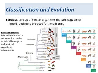 Classification and Evolution
Species: A group of similar organisms that are capable of
interbreeding to produce fertile offspring
Evolutionary tree
DNA evidence used to
decide which species
an animal belongs to
and work out
evolutionary
relationships
 