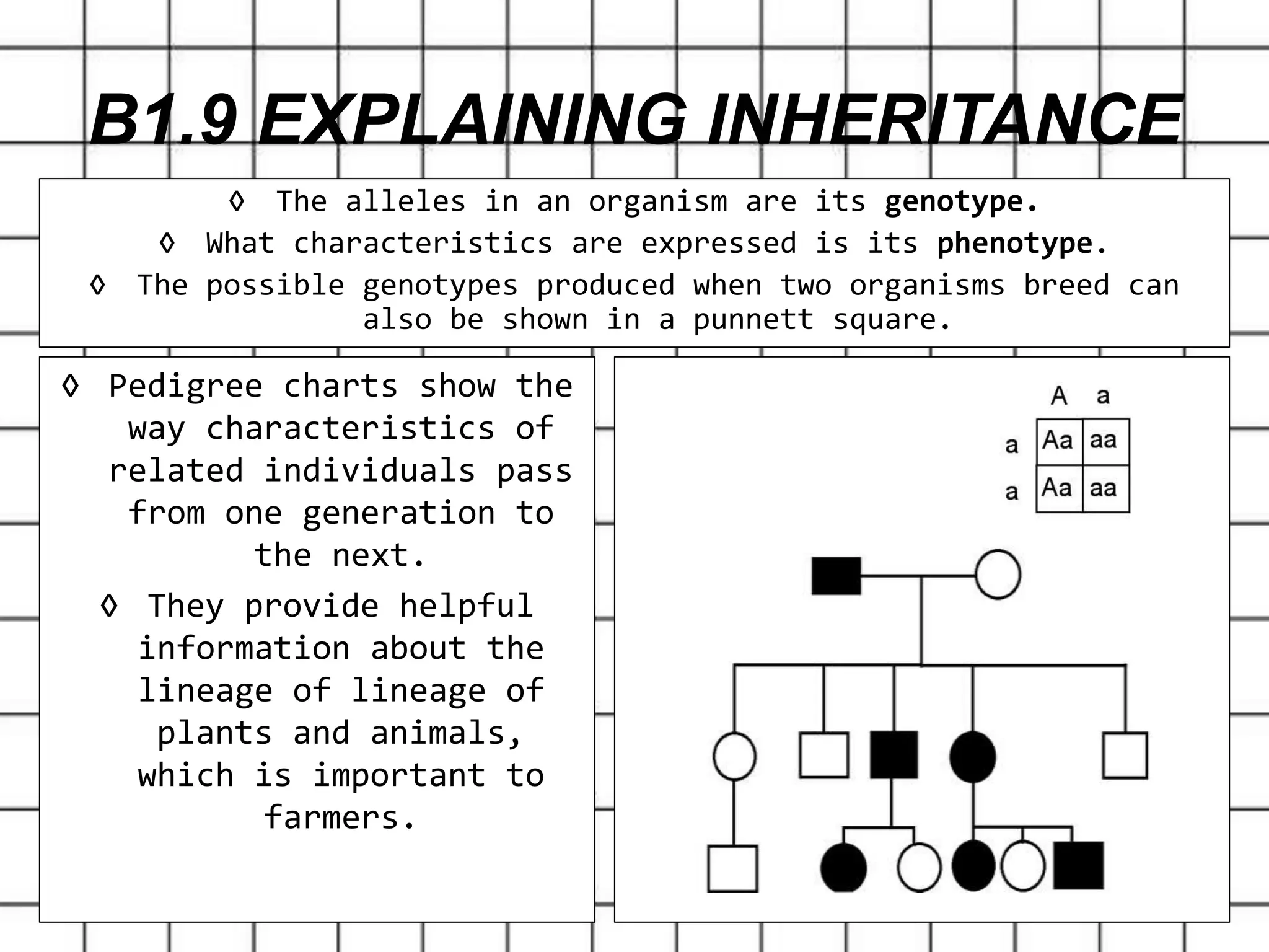 ◊ Pedigree charts show the
way characteristics of
related individuals pass
from one generation to
the next.
◊ They provide helpful
information about the
lineage of lineage of
plants and animals,
which is important to
farmers.
B1.9 EXPLAINING INHERITANCE
◊ The alleles in an organism are its genotype.
◊ What characteristics are expressed is its phenotype.
◊ The possible genotypes produced when two organisms breed can
also be shown in a punnett square.
 