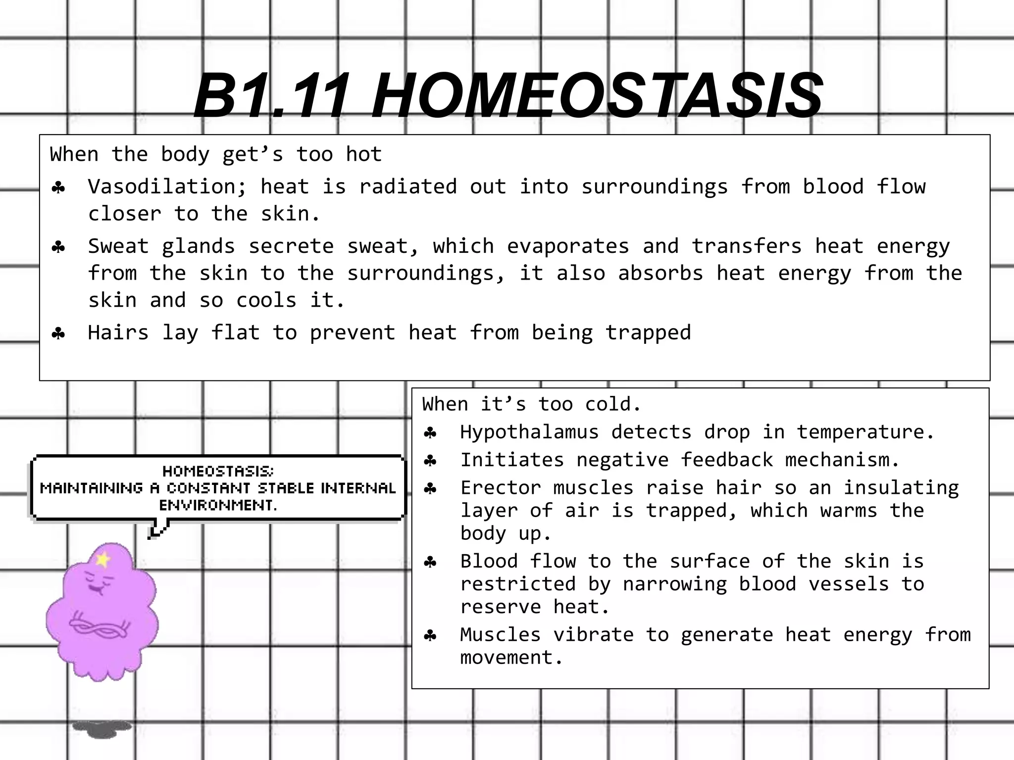 When the body get’s too hot
 Vasodilation; heat is radiated out into surroundings from blood flow
closer to the skin.
 Sweat glands secrete sweat, which evaporates and transfers heat energy
from the skin to the surroundings, it also absorbs heat energy from the
skin and so cools it.
 Hairs lay flat to prevent heat from being trapped
B1.11 HOMEOSTASIS
When it’s too cold.
 Hypothalamus detects drop in temperature.
 Initiates negative feedback mechanism.
 Erector muscles raise hair so an insulating
layer of air is trapped, which warms the
body up.
 Blood flow to the surface of the skin is
restricted by narrowing blood vessels to
reserve heat.
 Muscles vibrate to generate heat energy from
movement.
 