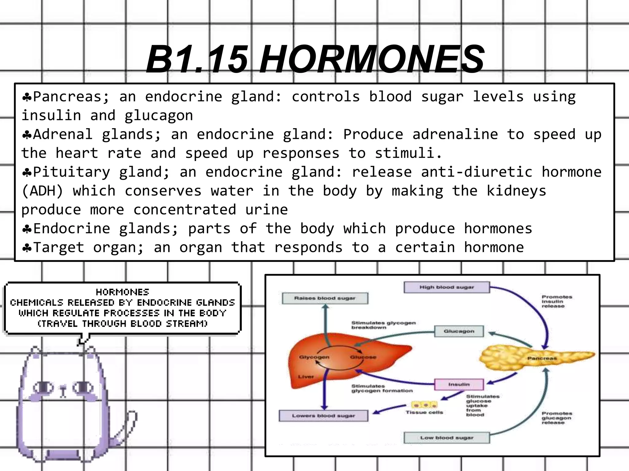 B1.15 HORMONES
Pancreas; an endocrine gland: controls blood sugar levels using
insulin and glucagon
Adrenal glands; an endocrine gland: Produce adrenaline to speed up
the heart rate and speed up responses to stimuli.
Pituitary gland; an endocrine gland: release anti-diuretic hormone
(ADH) which conserves water in the body by making the kidneys
produce more concentrated urine
Endocrine glands; parts of the body which produce hormones
Target organ; an organ that responds to a certain hormone
 