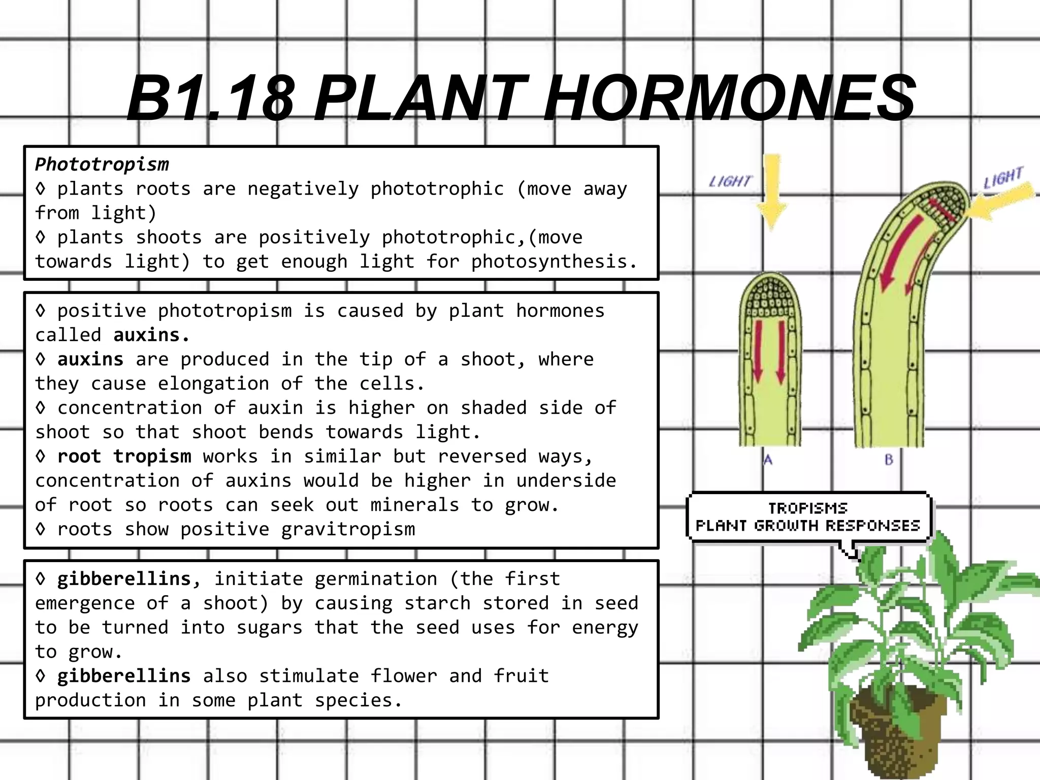 B1.18 PLANT HORMONES
Phototropism
◊ plants roots are negatively phototrophic (move away
from light)
◊ plants shoots are positively phototrophic,(move
towards light) to get enough light for photosynthesis.
◊ positive phototropism is caused by plant hormones
called auxins.
◊ auxins are produced in the tip of a shoot, where
they cause elongation of the cells.
◊ concentration of auxin is higher on shaded side of
shoot so that shoot bends towards light.
◊ root tropism works in similar but reversed ways,
concentration of auxins would be higher in underside
of root so roots can seek out minerals to grow.
◊ roots show positive gravitropism
◊ gibberellins, initiate germination (the first
emergence of a shoot) by causing starch stored in seed
to be turned into sugars that the seed uses for energy
to grow.
◊ gibberellins also stimulate flower and fruit
production in some plant species.
 