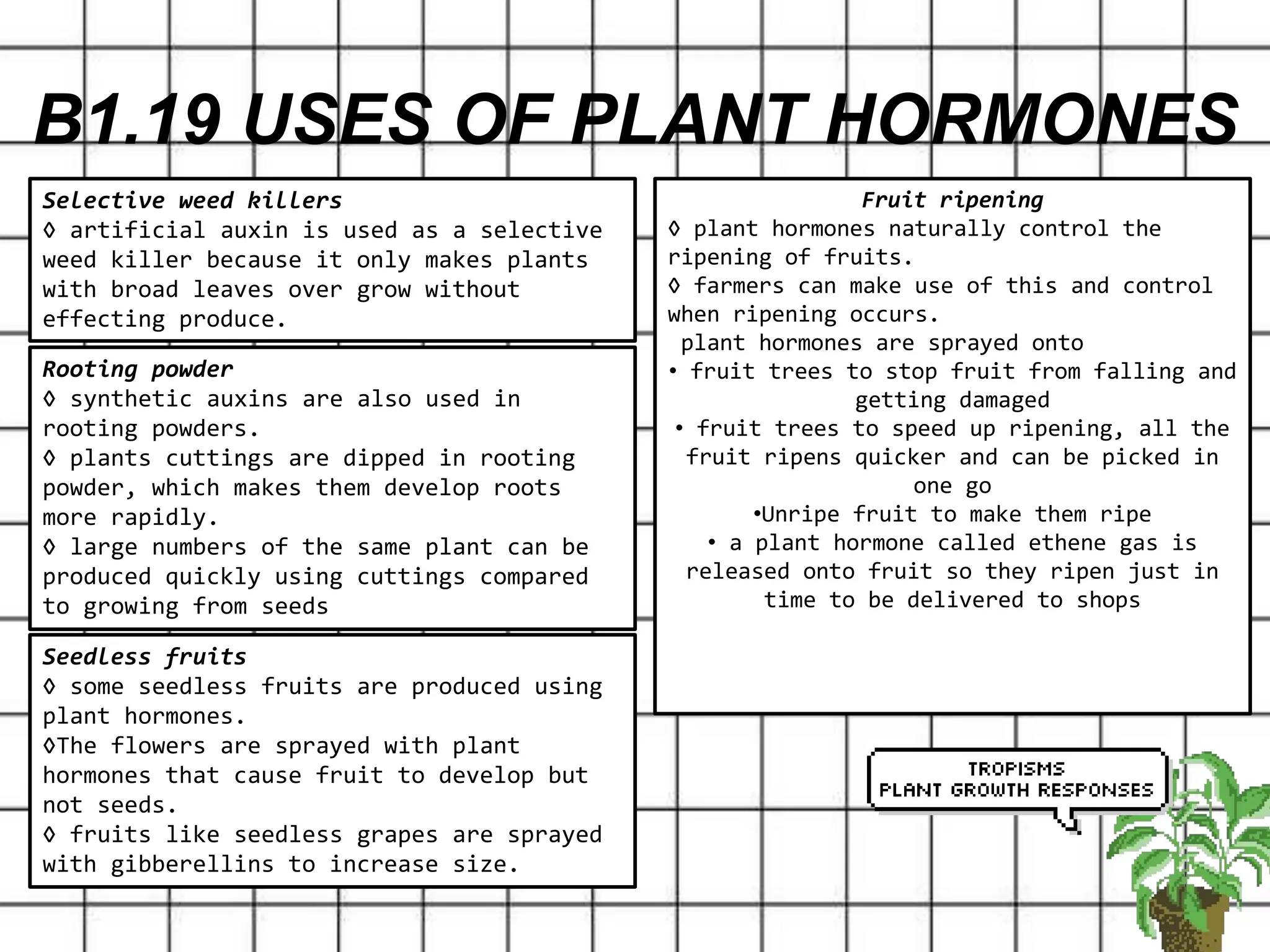 B1.19 USES OF PLANT HORMONES
Selective weed killers
◊ artificial auxin is used as a selective
weed killer because it only makes plants
with broad leaves over grow without
effecting produce.
Rooting powder
◊ synthetic auxins are also used in
rooting powders.
◊ plants cuttings are dipped in rooting
powder, which makes them develop roots
more rapidly.
◊ large numbers of the same plant can be
produced quickly using cuttings compared
to growing from seeds
Seedless fruits
◊ some seedless fruits are produced using
plant hormones.
◊The flowers are sprayed with plant
hormones that cause fruit to develop but
not seeds.
◊ fruits like seedless grapes are sprayed
with gibberellins to increase size.
Fruit ripening
◊ plant hormones naturally control the
ripening of fruits.
◊ farmers can make use of this and control
when ripening occurs.
plant hormones are sprayed onto
• fruit trees to stop fruit from falling and
getting damaged
• fruit trees to speed up ripening, all the
fruit ripens quicker and can be picked in
one go
•Unripe fruit to make them ripe
• a plant hormone called ethene gas is
released onto fruit so they ripen just in
time to be delivered to shops
 