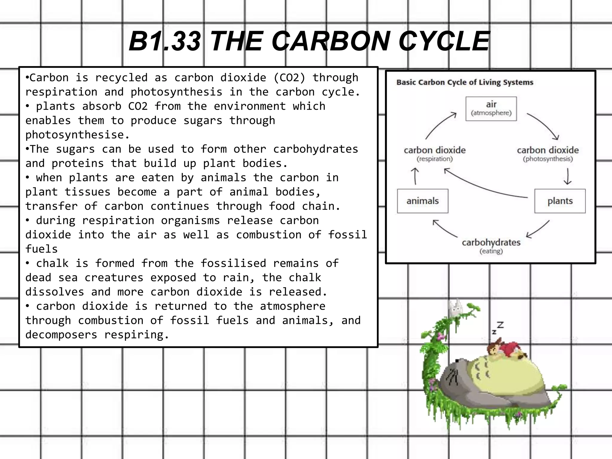 B1.33 THE CARBON CYCLE
•Carbon is recycled as carbon dioxide (CO2) through
respiration and photosynthesis in the carbon cycle.
• plants absorb CO2 from the environment which
enables them to produce sugars through
photosynthesise.
•The sugars can be used to form other carbohydrates
and proteins that build up plant bodies.
• when plants are eaten by animals the carbon in
plant tissues become a part of animal bodies,
transfer of carbon continues through food chain.
• during respiration organisms release carbon
dioxide into the air as well as combustion of fossil
fuels
• chalk is formed from the fossilised remains of
dead sea creatures exposed to rain, the chalk
dissolves and more carbon dioxide is released.
• carbon dioxide is returned to the atmosphere
through combustion of fossil fuels and animals, and
decomposers respiring.
 