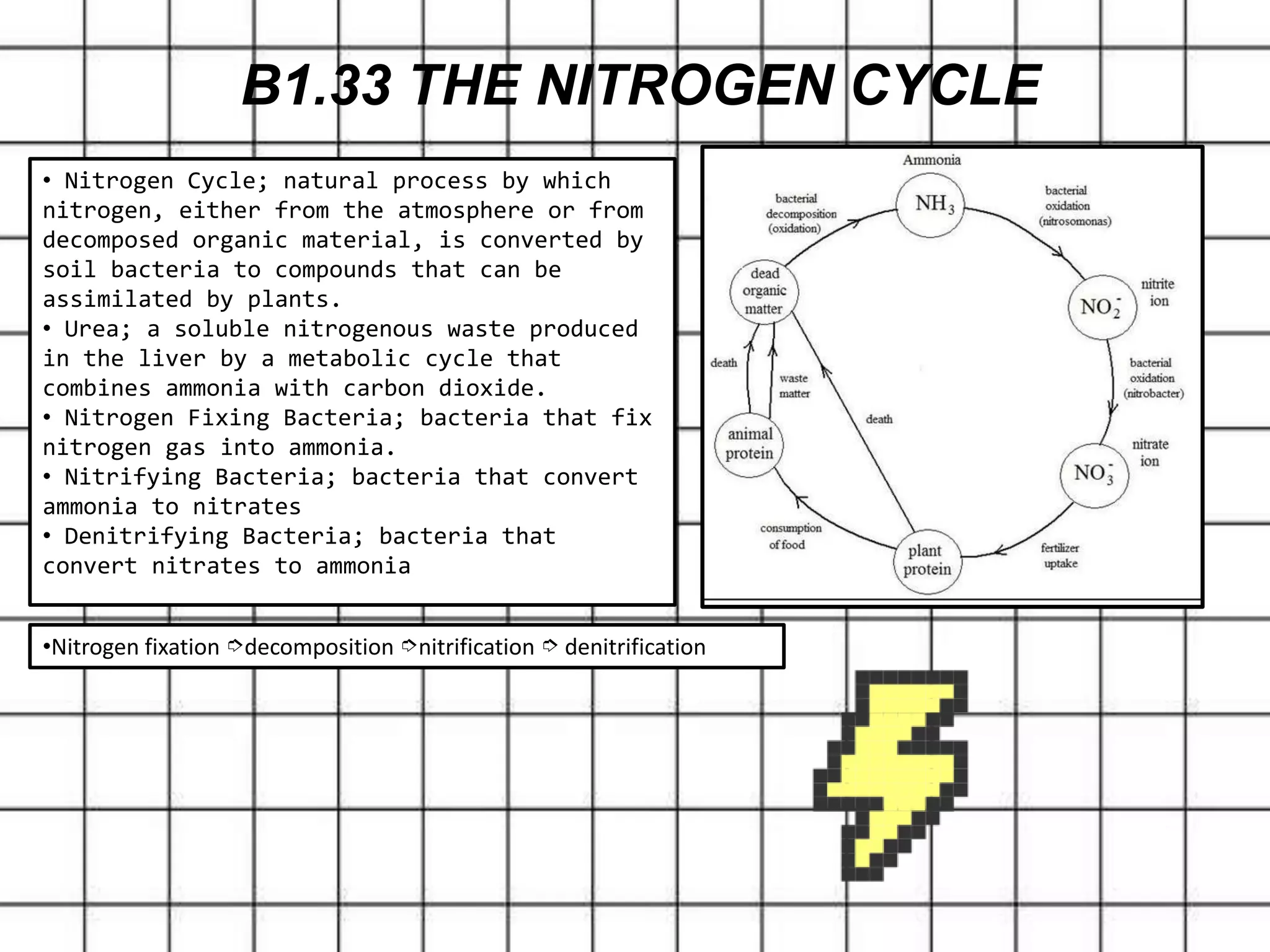 B1.33 THE NITROGEN CYCLE
• Nitrogen Cycle; natural process by which
nitrogen, either from the atmosphere or from
decomposed organic material, is converted by
soil bacteria to compounds that can be
assimilated by plants.
• Urea; a soluble nitrogenous waste produced
in the liver by a metabolic cycle that
combines ammonia with carbon dioxide.
• Nitrogen Fixing Bacteria; bacteria that fix
nitrogen gas into ammonia.
• Nitrifying Bacteria; bacteria that convert
ammonia to nitrates
• Denitrifying Bacteria; bacteria that
convert nitrates to ammonia
•Nitrogen fixation ➮decomposition ➮nitrification ➮ denitrification
 