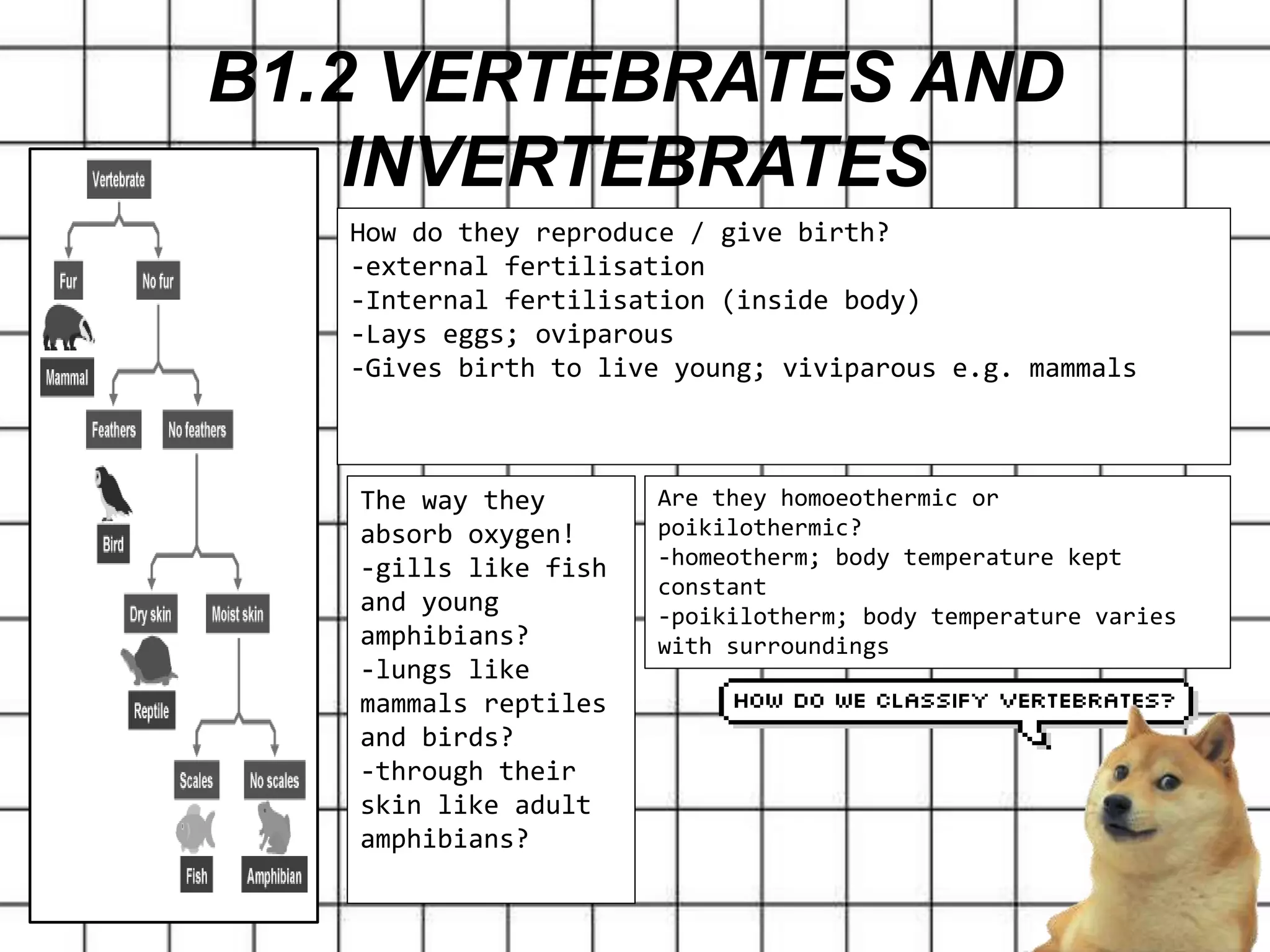 B1.2 VERTEBRATES AND
INVERTEBRATES
The way they
absorb oxygen!
-gills like fish
and young
amphibians?
-lungs like
mammals reptiles
and birds?
-through their
skin like adult
amphibians?
How do they reproduce / give birth?
-external fertilisation
-Internal fertilisation (inside body)
-Lays eggs; oviparous
-Gives birth to live young; viviparous e.g. mammals
Are they homoeothermic or
poikilothermic?
-homeotherm; body temperature kept
constant
-poikilotherm; body temperature varies
with surroundings
 