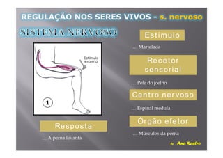 Estímulo


              Recetor
             sensorial


           Centro nervoso


            Órgão efetor
Resposta
 