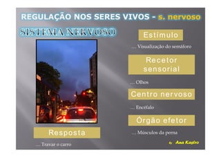 Estímulo


              Recetor
             sensorial


           Centro nervoso


            Órgão efetor
Resposta
 