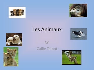 Les Animaux  BY: Callie Talbot 