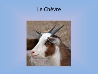 Le Chèvre
