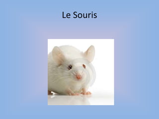 Le Souris