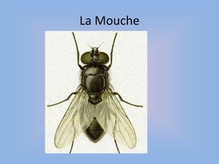 La Mouche