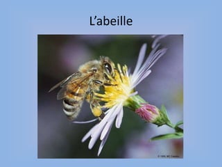 L’abeille
