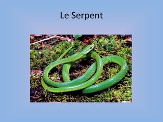 Le Serpent