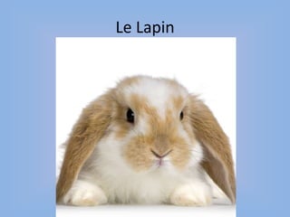 Le Lapin