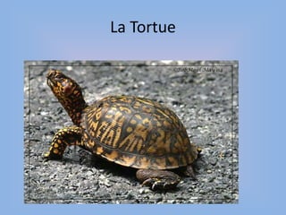 La Tortue