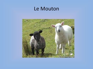 Le Mouton