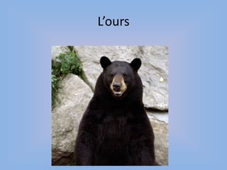 L’ours