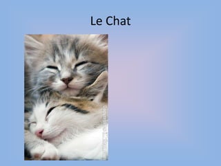 Le Chat