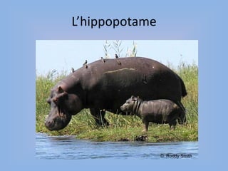 L’hippopotame