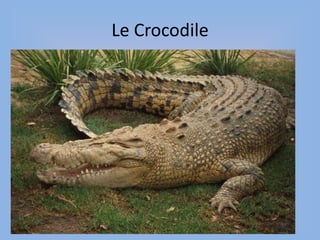 Le Crocodile