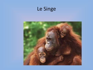 Le Singe