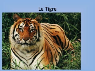 Le Tigre