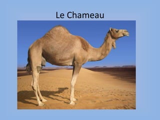Le Chameau