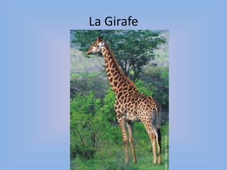 La Girafe