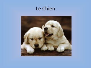Le Chien