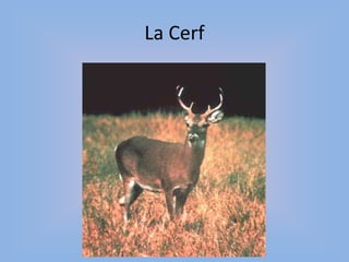 La Cerf