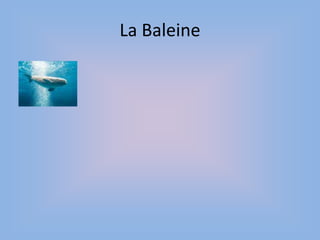 La Baleine