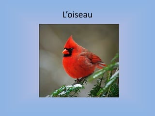 L’oiseau