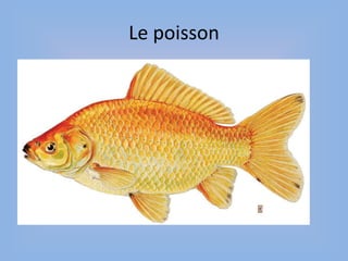 Le poisson