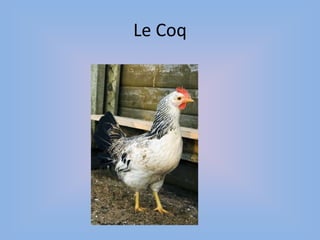 Le Coq