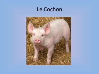 Le Cochon