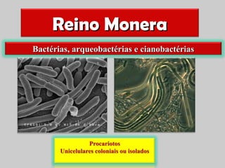 Reino Monera
Bactérias, arqueobactérias e cianobactérias
 