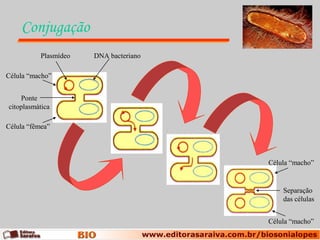 Conjugação
           Plasmídeo   DNA bacteriano

Célula “macho”


    Ponte
citoplasmática

Célula “fêmea”




                                        Célula “macho”


                                            Separação
                                            das células


                                        Célula “macho”
 