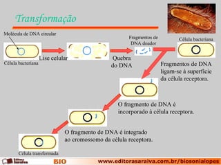 Transformação
Molécula de DNA circular
                                                      Fragmentos de          Célula bacteriana
                                                       DNA doador


                    Lise celular               Quebra
Célula bacteriana                                                     Fragmentos de DNA
                                               do DNA
                                                                      ligam-se à superfície
                                                                      da célula receptora.



                                                  O fragmento de DNA é
                                                  incorporado à célula receptora.


                              O fragmento de DNA é integrado
                              ao cromossomo da célula receptora.

       Célula transformada
 