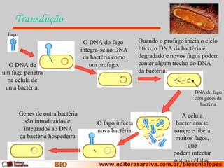Transdução
  Fago
                                    O DNA do fago         Quando o profago inicia o ciclo
                                   integra-se ao DNA      lítico, o DNA da bactéria é
                                    da bactéria como      degradado e novos fagos podem
  O DNA de                             um profago.        conter algum trecho do DNA
um fago penetra                                           da bactéria.
  na célula de
 uma bactéria.
                                                                               DNA do fago
                                                                               com genes da
                                                                                 bactéria
         Genes de outra bactéria                                          A célula
           são introduzidos e            O fago infecta                 bacteriana se
          integrados ao DNA              nova bactéria.                rompe e libera
         da bactéria hospedeira.                                        muitos fagos,
                                                                            que
                                                                       podem infectar
                                                                       outras células.
 