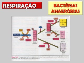 RESPIRAÇÃO    BACTÉRIAS
             ANAERÓBIAS
 