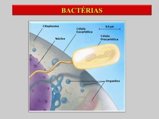 BACTÉRIAS
 