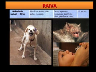RAIVA
 