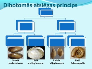 Dihotomās atslēgas princips 
Slaidā 
perlamutrene 
Lielā 
smilšgliemene 
Lielais 
dīķgliemezis 
Lielā 
ūdensspolīte 
 
